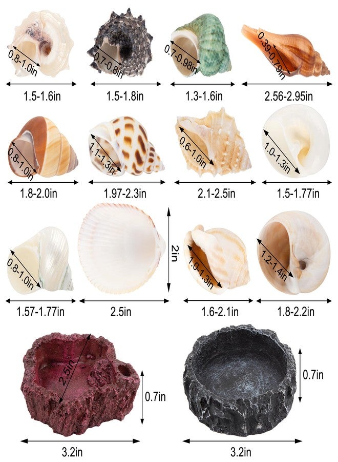 SINKOO 15 Pack Hermit Crab Shells with 2 Pack Food Water Bowl Growth Turbo Seashell Supplies Accessory - Image 3